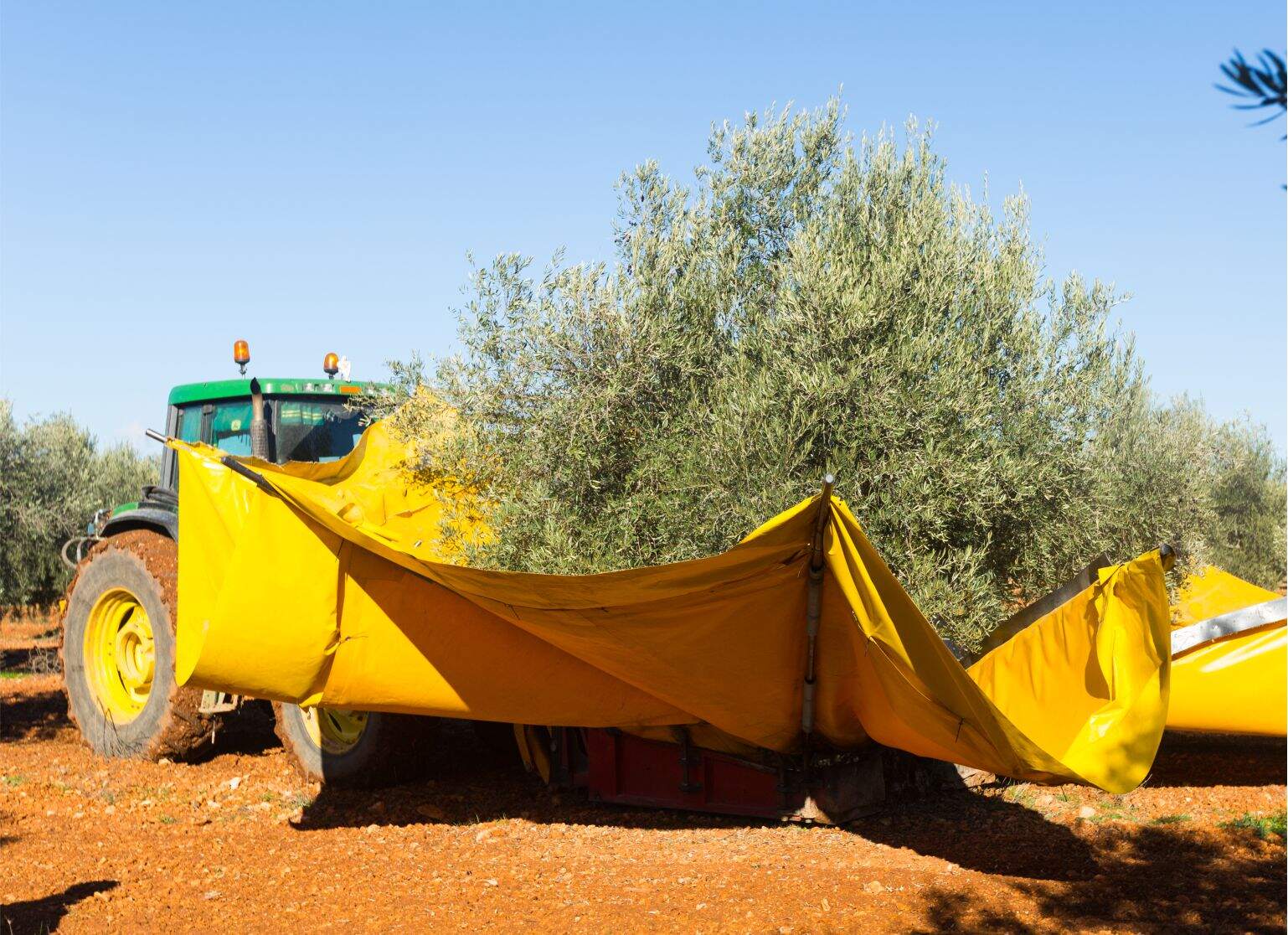How Much Can You Earn from an Olive Grove in Türkiye? ROI Explained